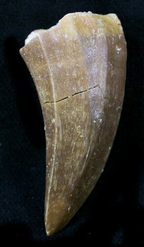 Fossil Mosasaurus Tooth #23383